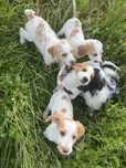 Cachorros 2/3 meses