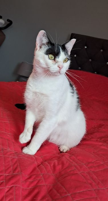 Dora cudowna kotka szuka swojego domu