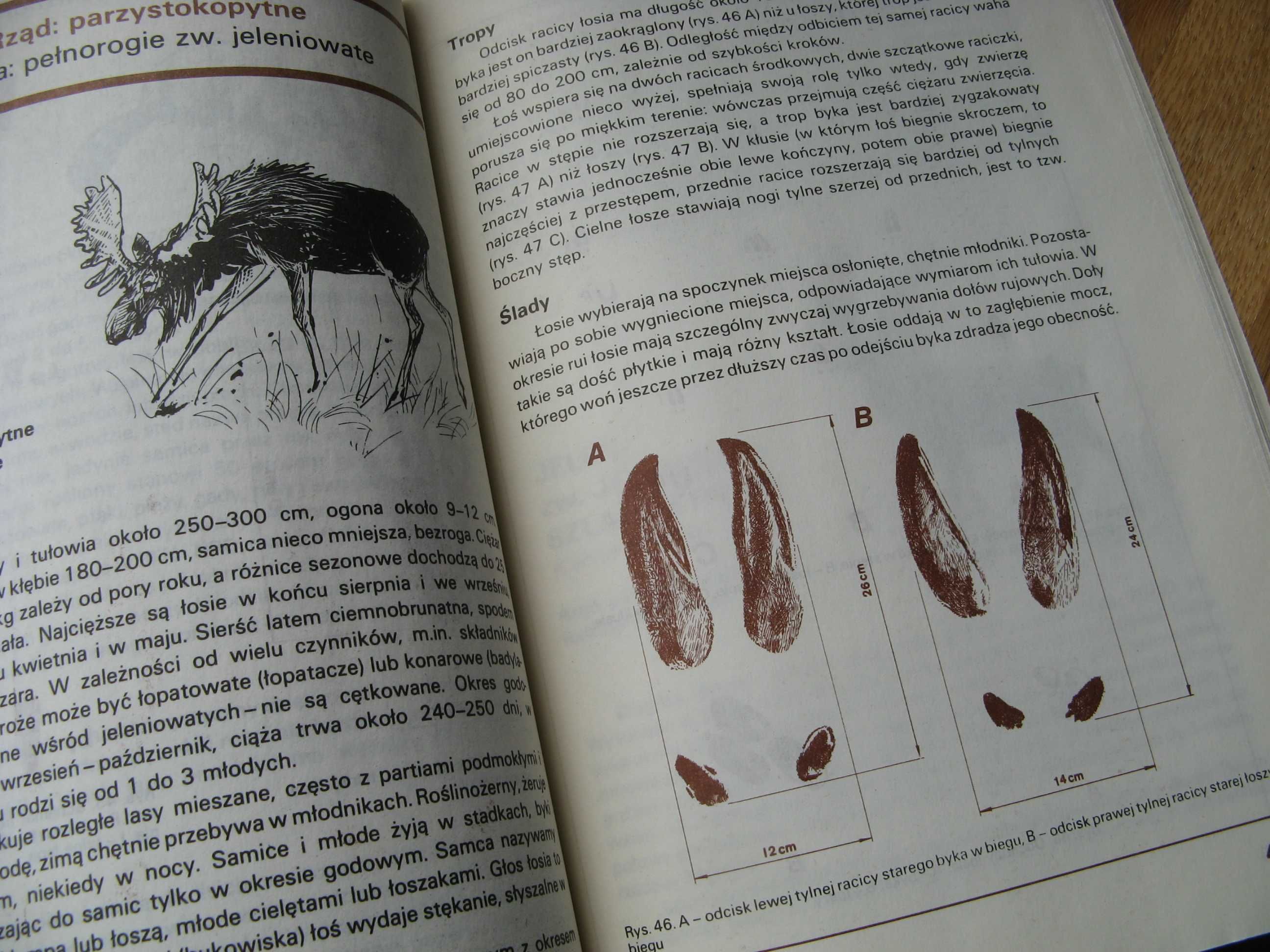Tropy i ślady zwierząt (1987r.) W.A.CHMIELEWSKI + GRATIS