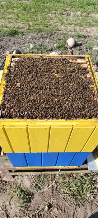 Odkłady pszczele, rodziny pszczele , ule wielkopolskie