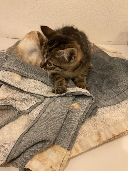 Procura-se Humanos para Mimar