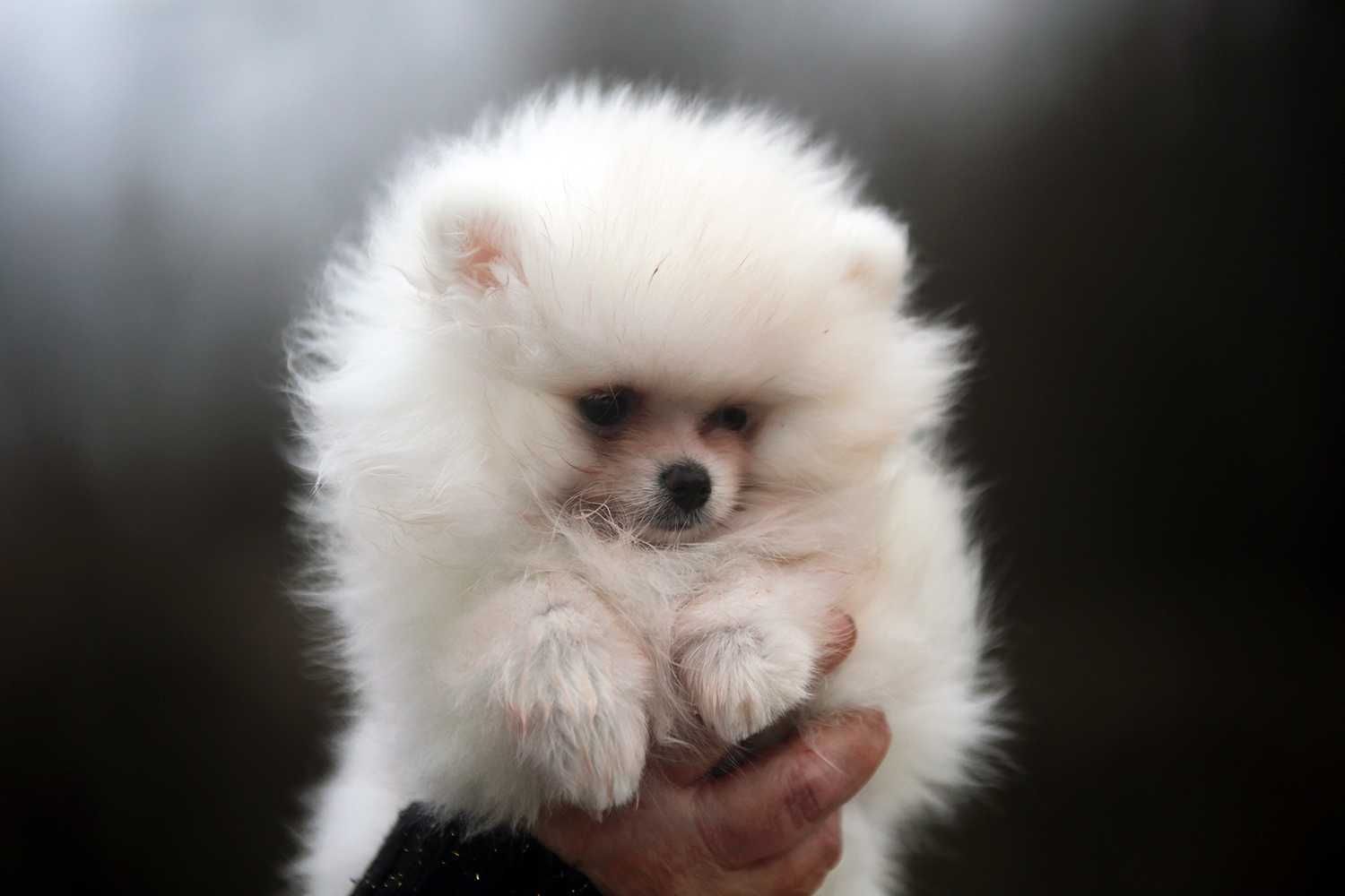 Suczka Pomeranian ZKwP szpic miniaturowy