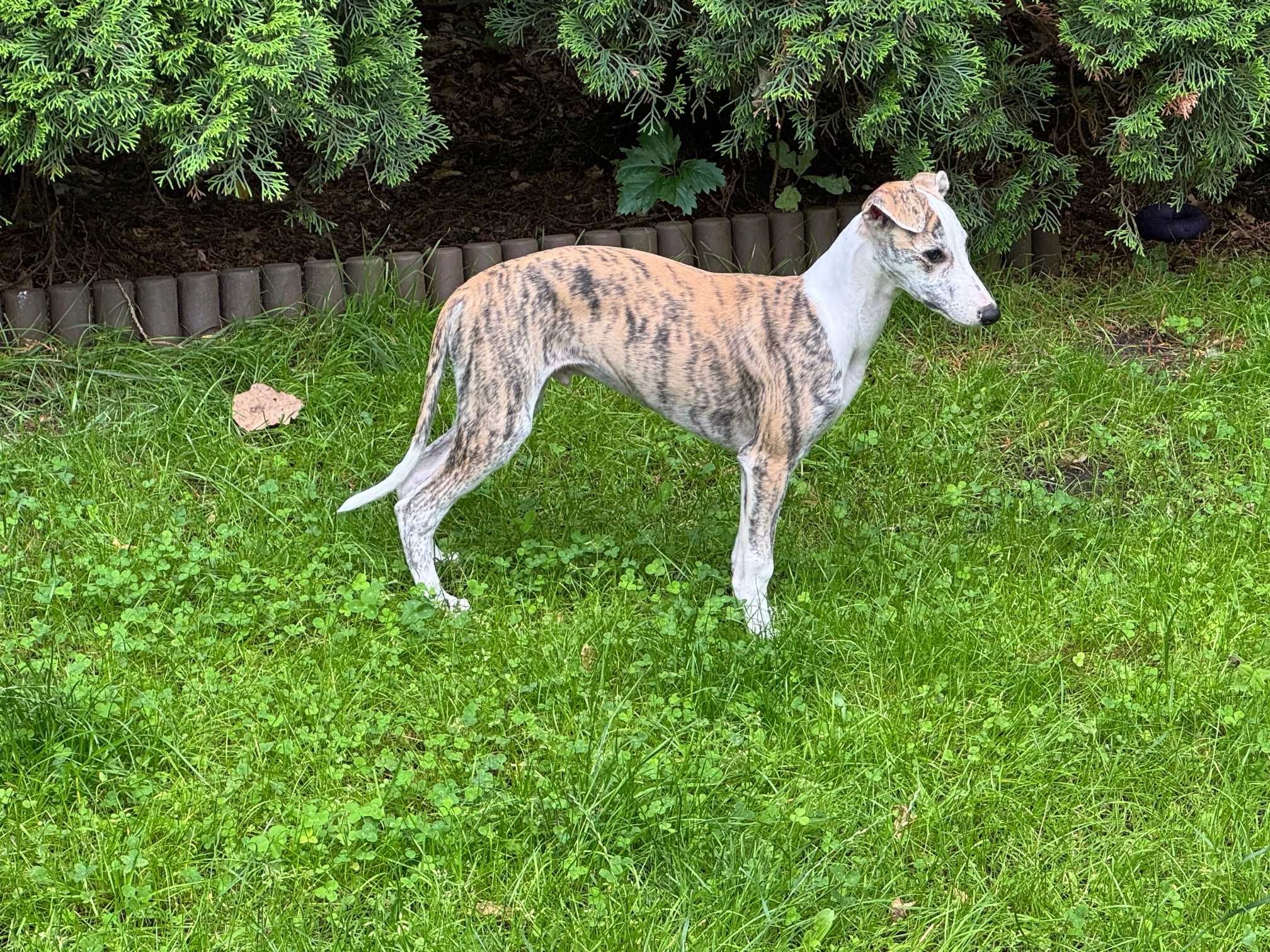 Szczeniaczki whippet chart angielski