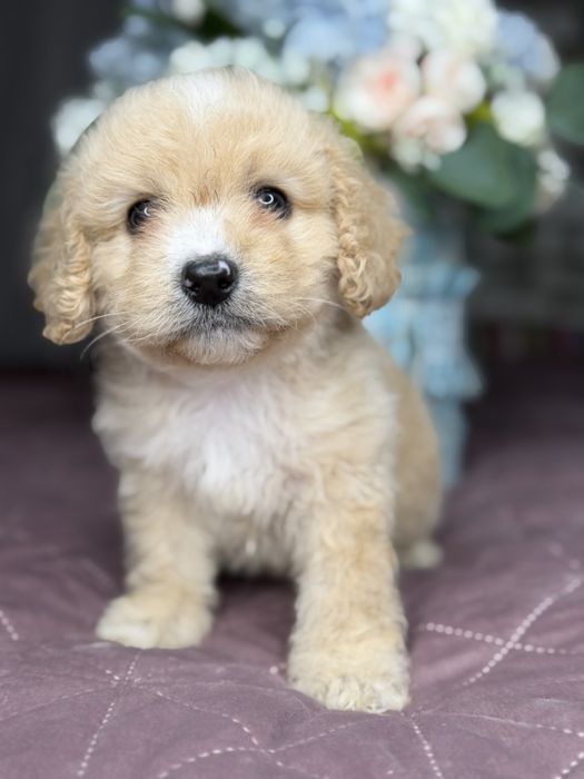 Мальтипу мальчишка