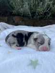 Welsh Corgi Cardigan - piesek Blue Merle