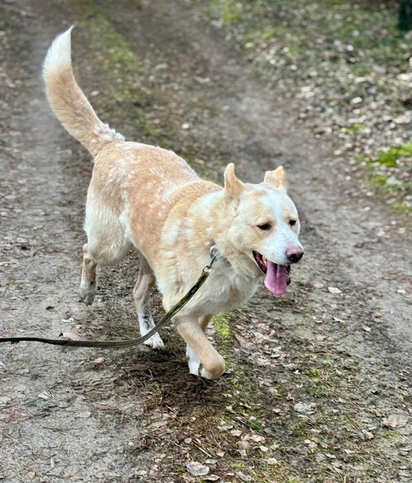 Misiek mix akity i labradora