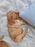 Cocker Spaniel Angielski - szuka swojego domu ( Gertruda ) REZERWACJA