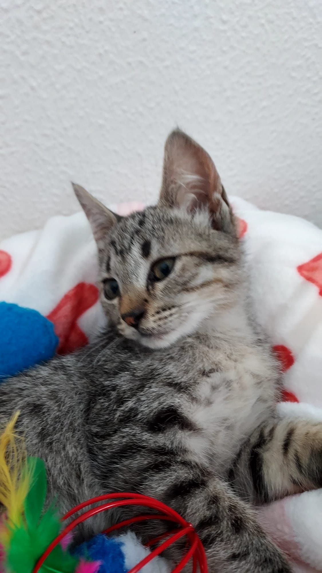 Gatinho bebé para adoção