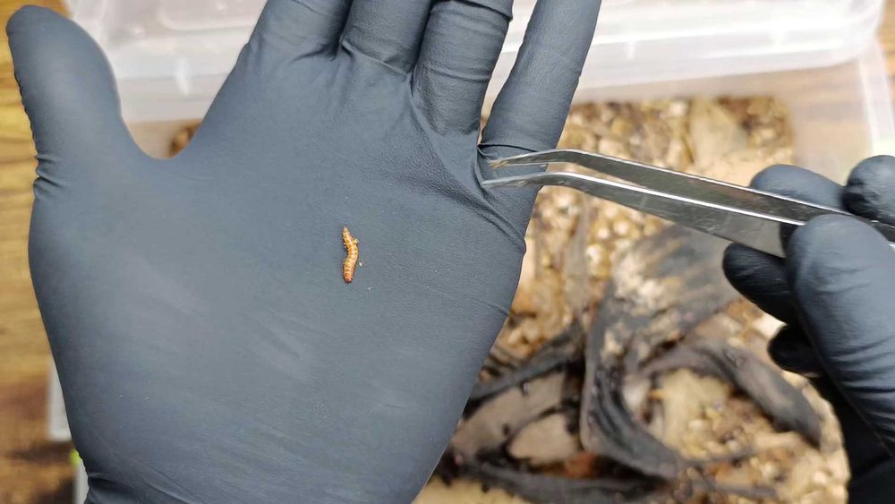 Жук знахаря, мучний хрущак.