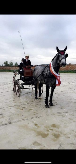 Klacz Śląska Roma 84 pkt źrebna dopłatowa.