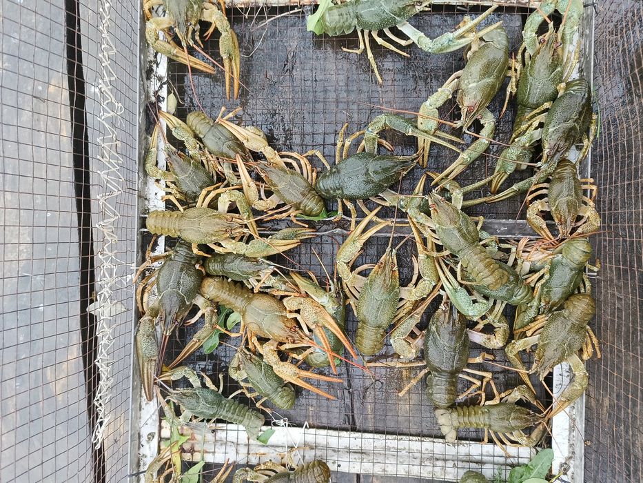 Раки живі до 120 грам.