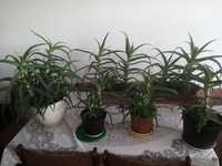 Aloes, kwiaty lecznicze cena 20-60 zl