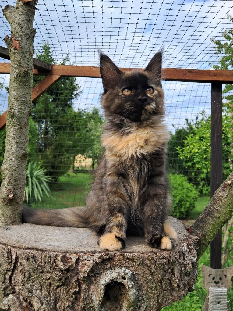 Bella ... Maine Coon