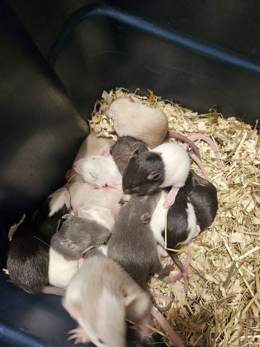 Szczur,Szczury,Szczurki