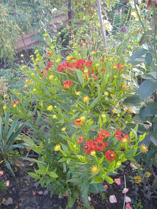 Багаторічні квіти