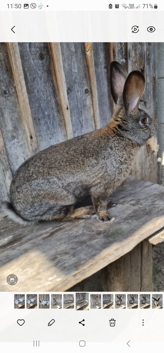Продам кролів велетнів