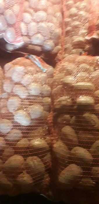 Продам картоплю для їди велика ,сорт Біла роса насінева