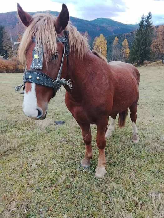 Продам молодого потужного Лошака