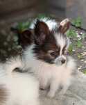 Papillon Spaniel Kontynentalny Miniaturowy