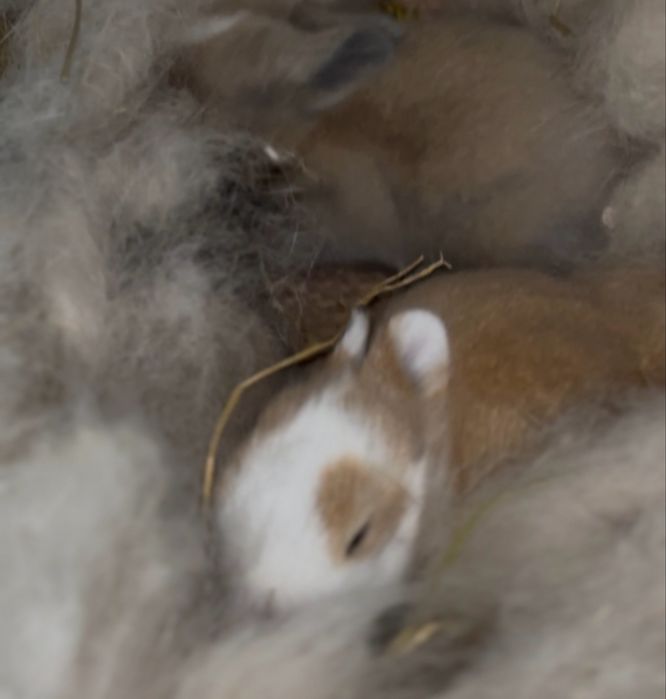 Coelhos mini toy teddy