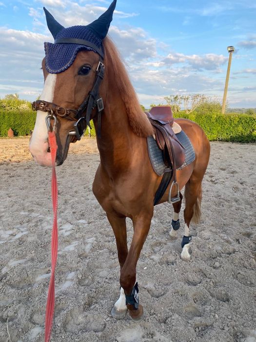 Poldro lusitano 3 anos