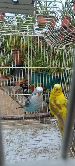 Casal periquitos asa negra