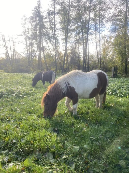 Sprzedam Klacz 3 lata