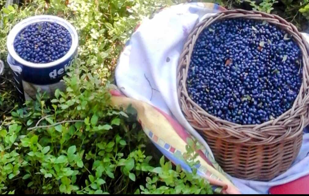 Jagody leśne z dostawą gratis