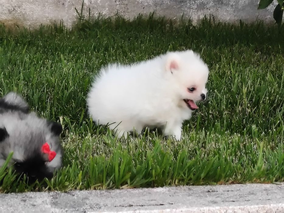 Lulu da Pomerânia Branquinho mini minorca