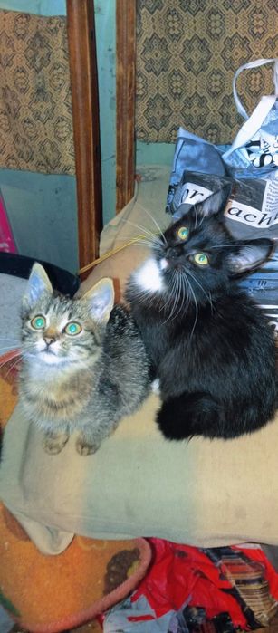 Котята в добрі руки .