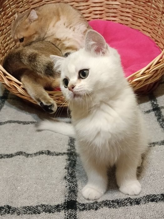 Мультяшний котик вільний