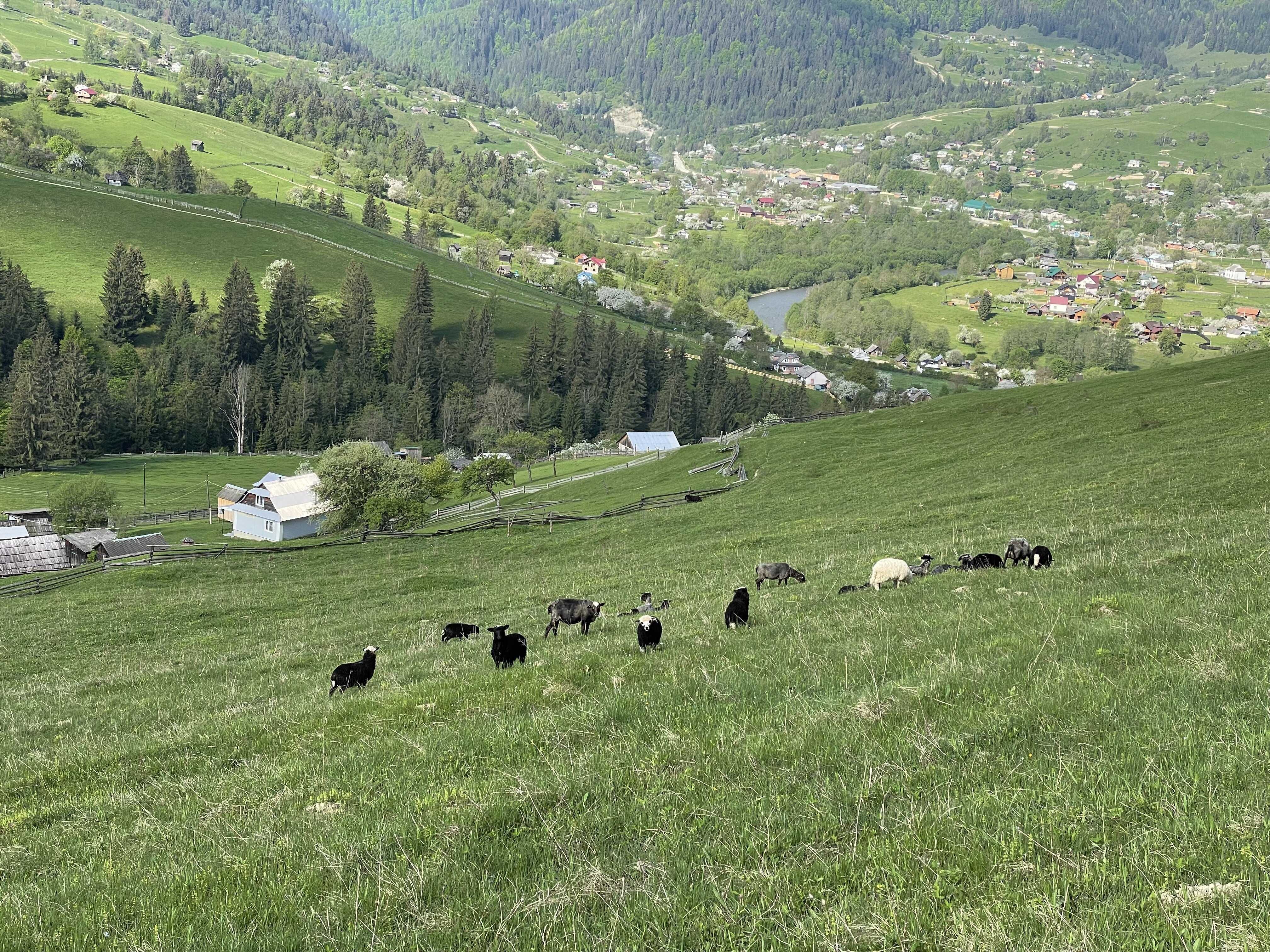 Продаж земельної ділянки під забудову у Карпатах: найкраща пропозиція