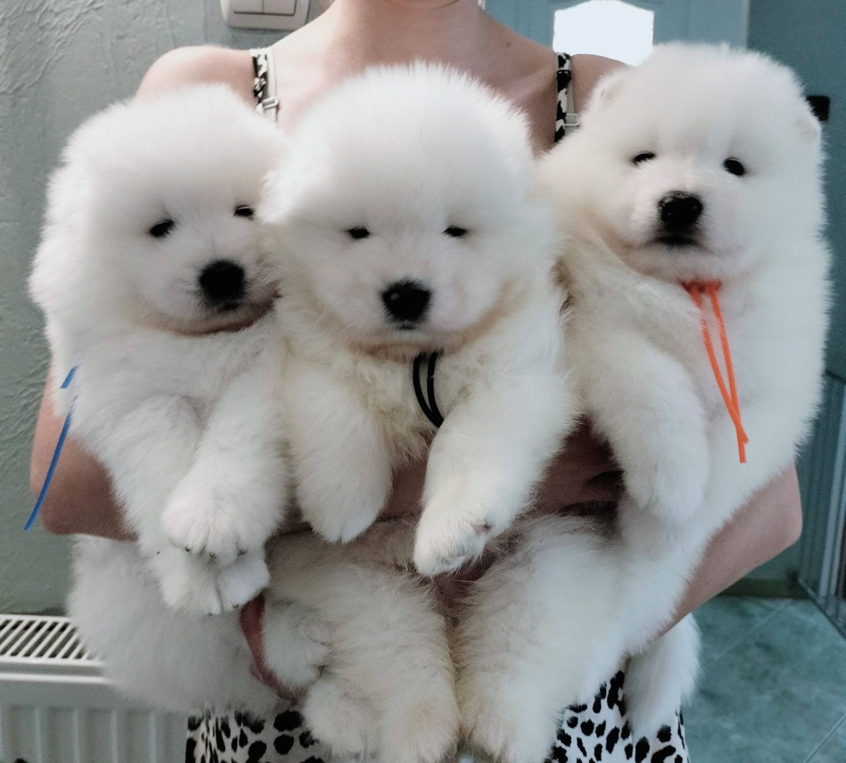 Samoyed ZKwP FCI Plany Hodowlane. .