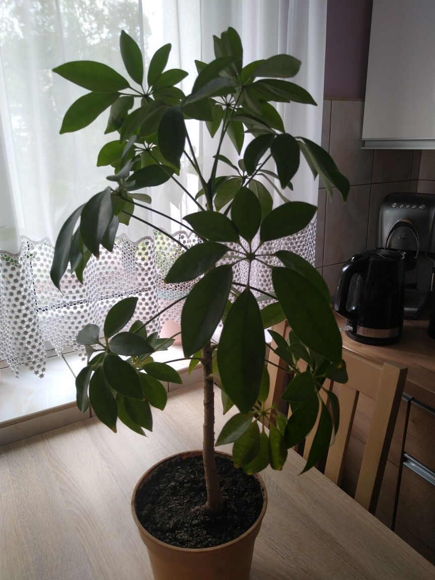 Szeflera zielona 74 cm z doniczką
