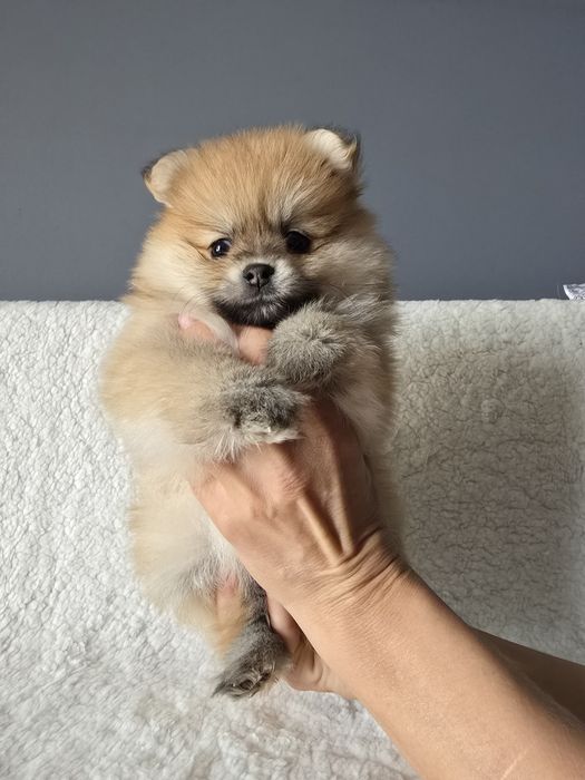 Szpic miniaturowy piękna suczka do odbioru