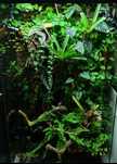 Rośliny do terrarium, paludarium, wiwarium