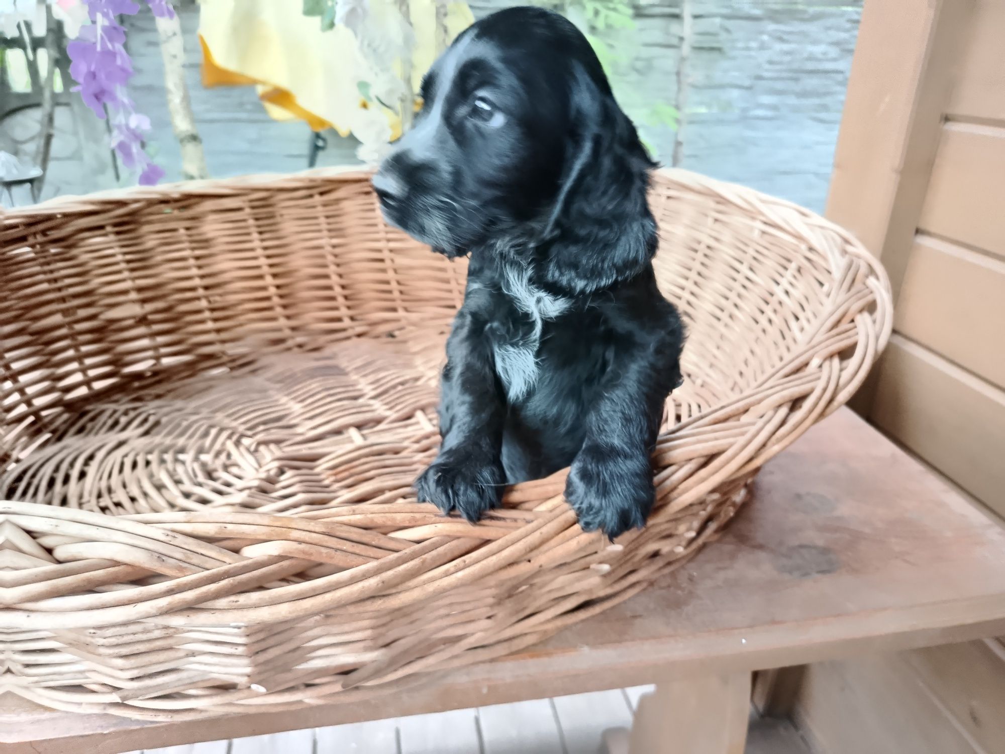 Cocker spaniel angielski Piesek Rodowód