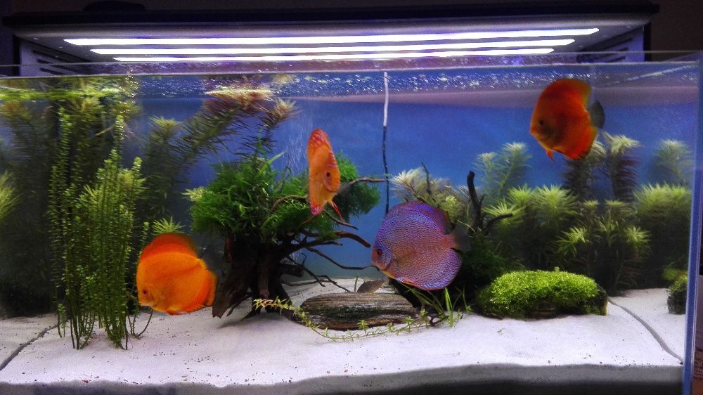 Swietlówka led 120 cm