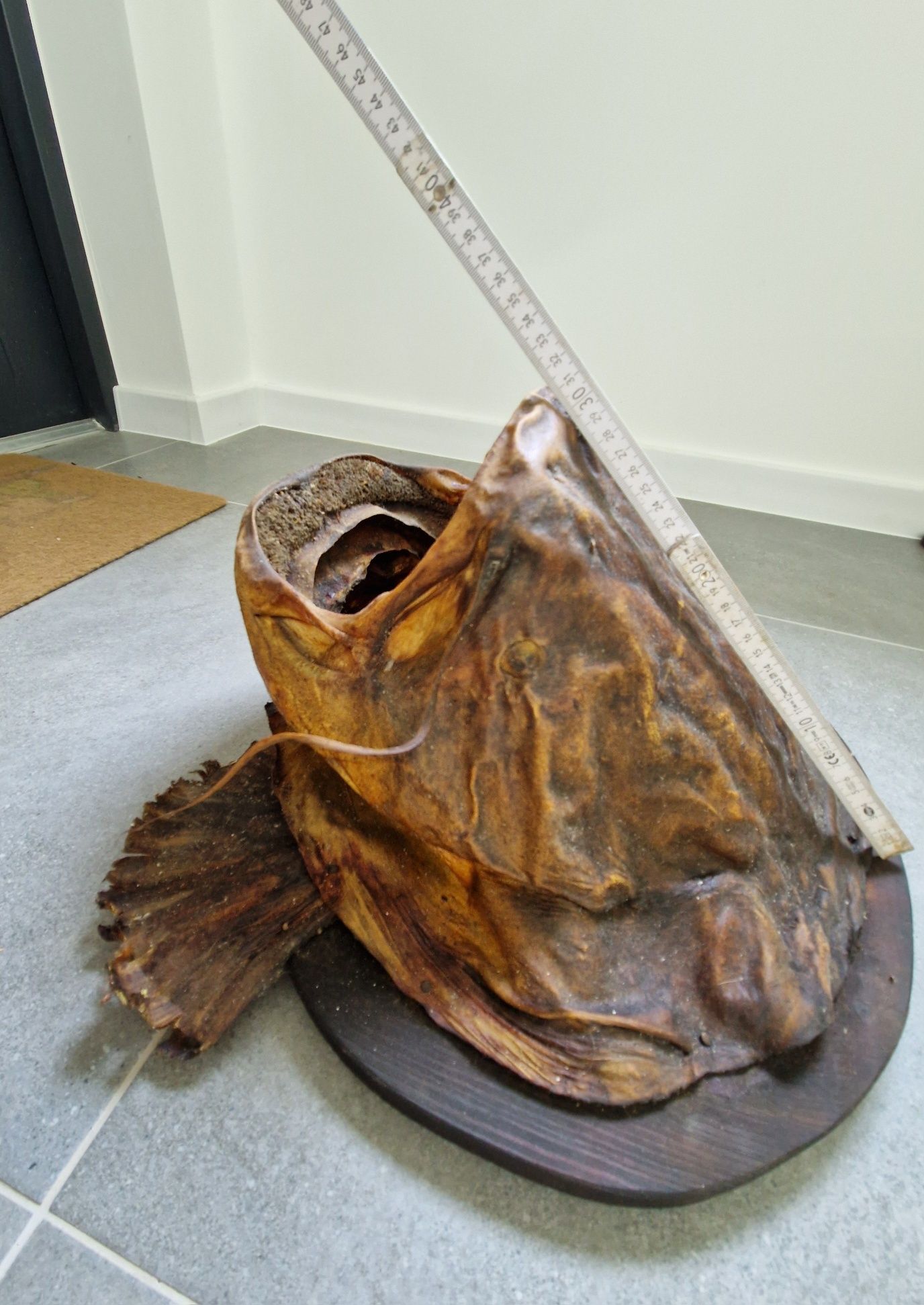 Głowa suma, sum trofeum