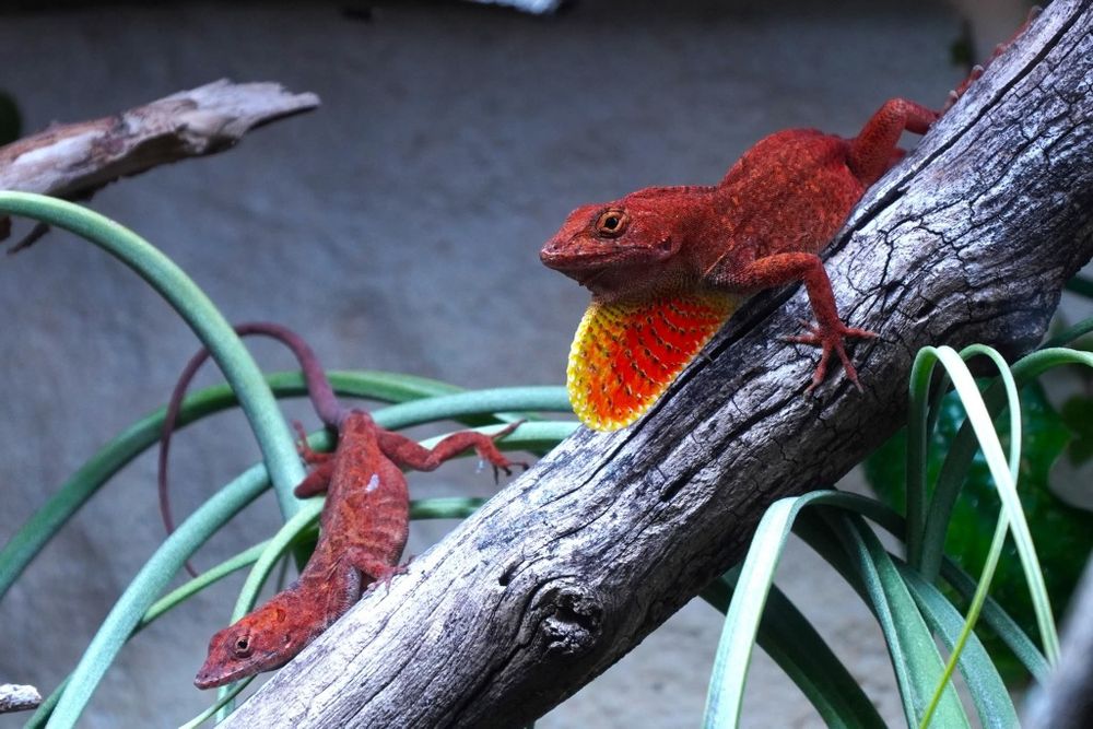 Jaszczurki Anolis sagrei odmiany ,,RED" rarytas