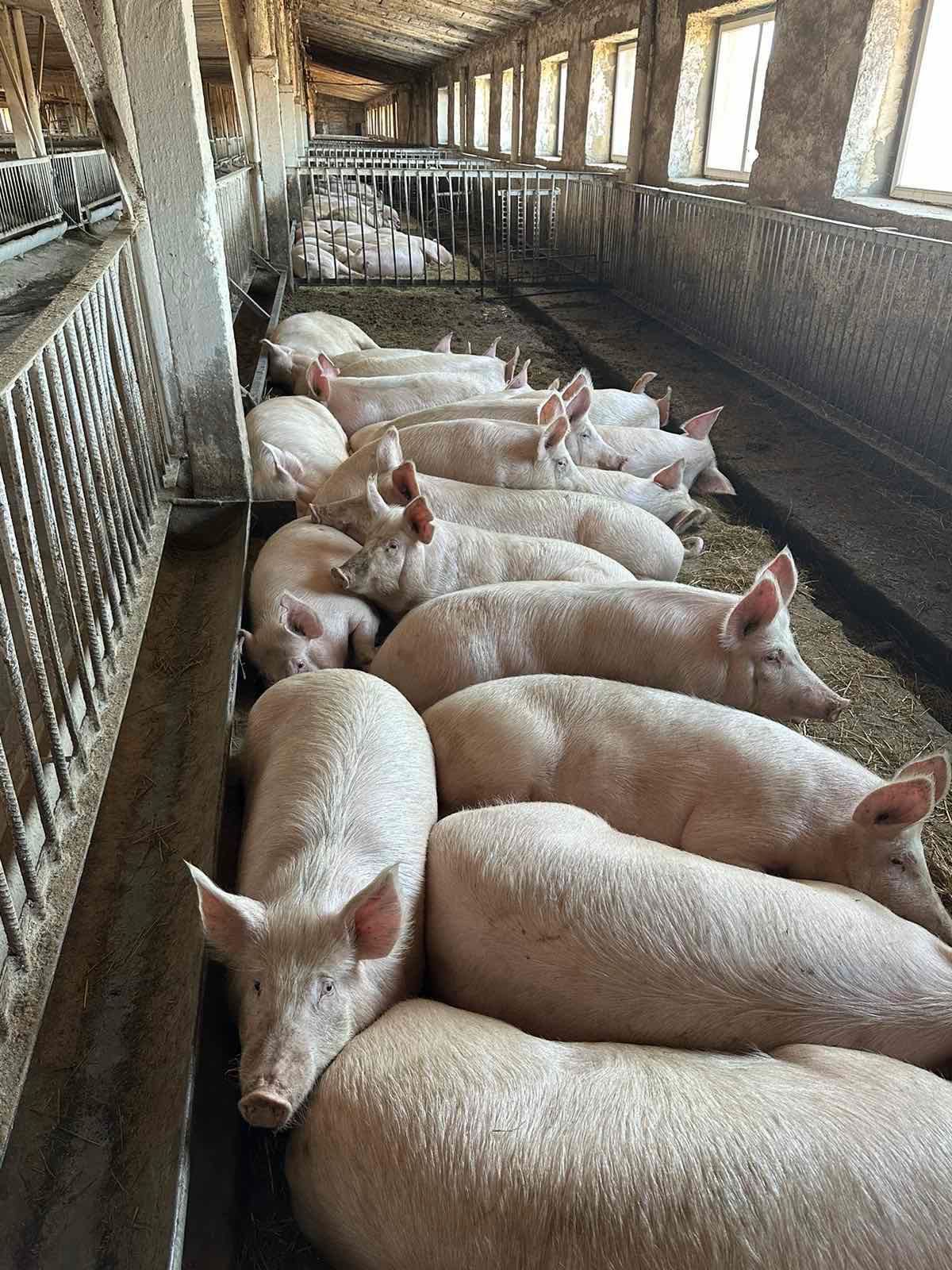 Продам свиней та свиноматок живою вагою