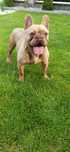 Buldog Francuski Isabella fawn
