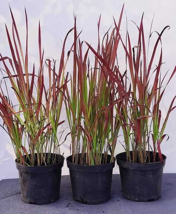 Imperata Red Baron czerwona trawa