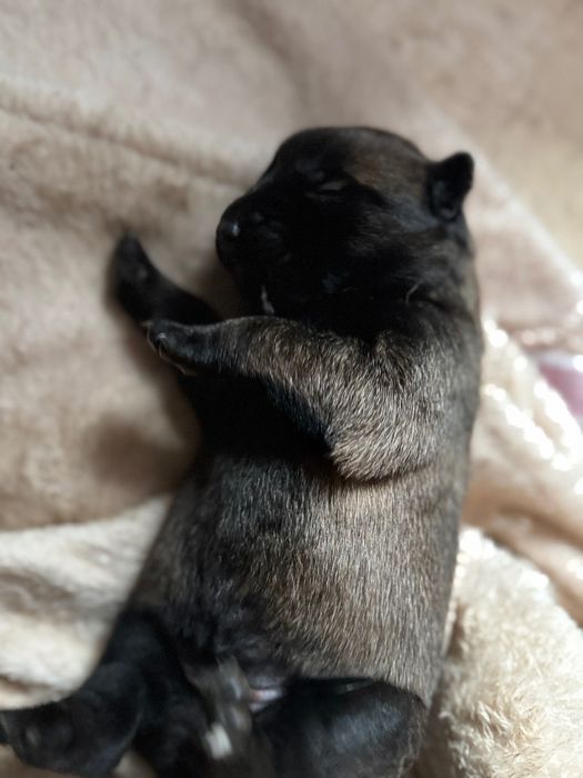 Sprzedam suczkę  owczarka belgijskiego