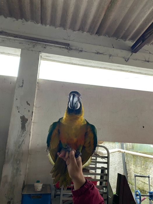 Araras miligold criadas a mão