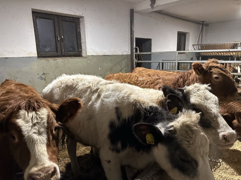 Jalowki miesne 370kg  - 5sztuk