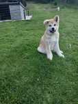 Akita ZKwP/ FCI chlopczyk