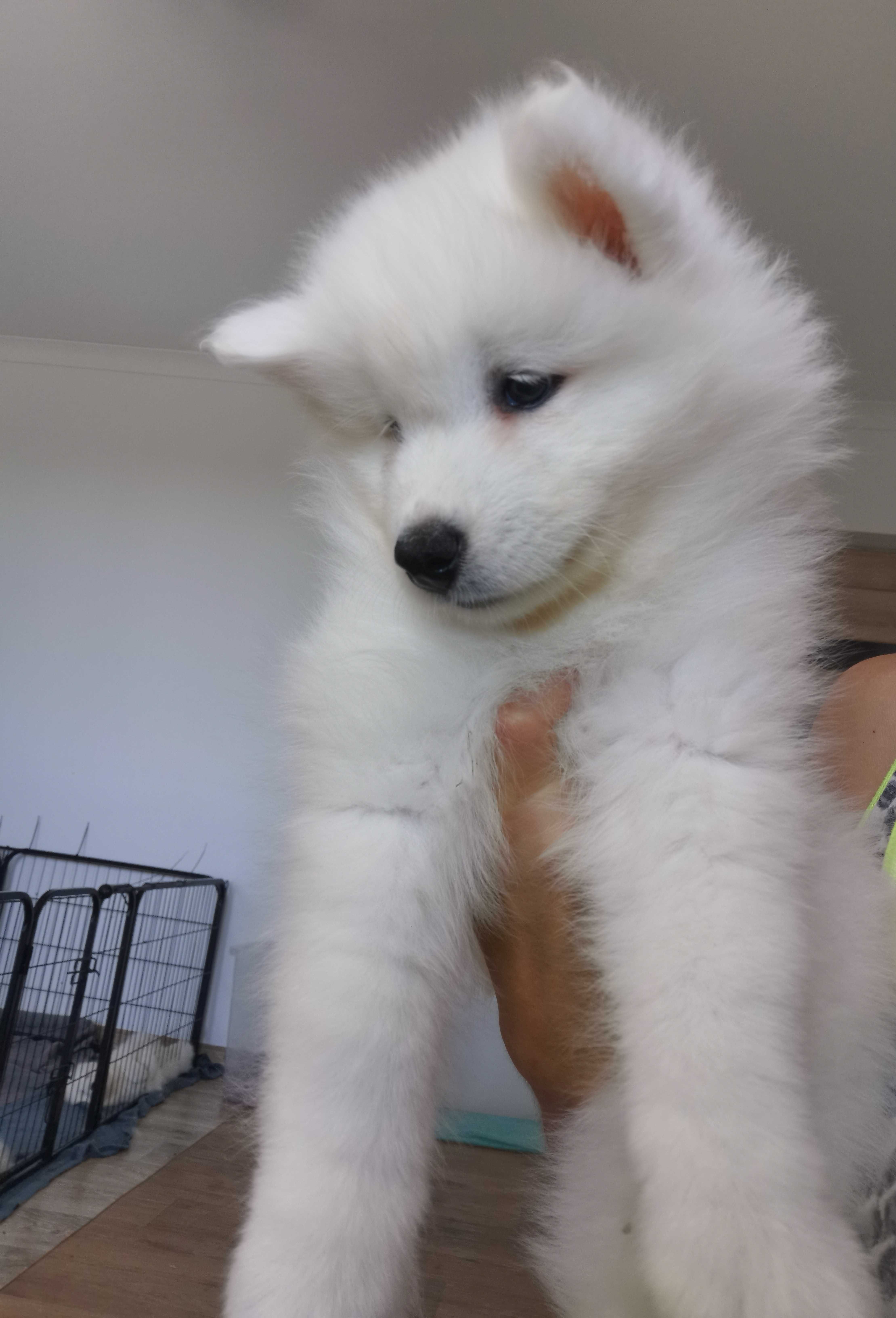Samoyed szczenię z rodowodem piesek