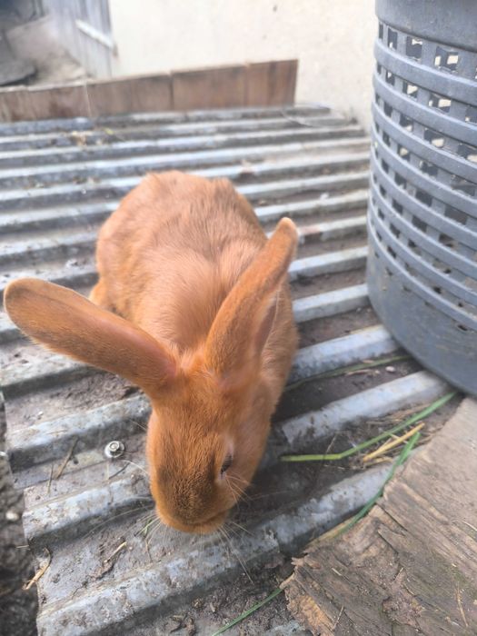 Króliki w różnym wieku