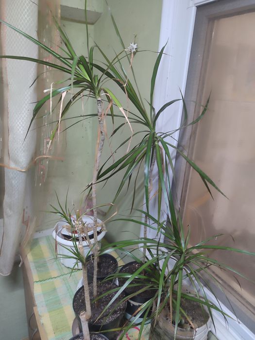 Вазон пальма Драцена.